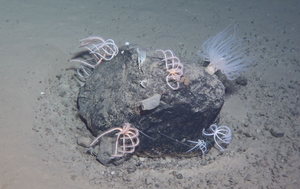 Rocks covered with a variety of organisms