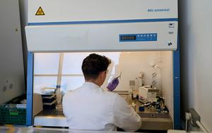 Working in sterile cabinet with raspberry canes