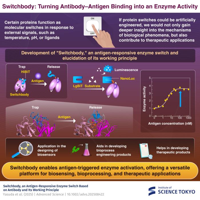 Switchbody: an antibody-based switch controlling enzyme activity by the trap-and-release of fused enzyme-derived fragment