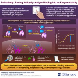 Switchbody: an antibody-based switch controlling enzyme activity by the trap-and-release of fused enzyme-derived fragment