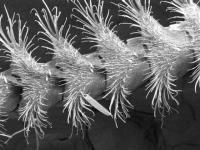 Butterfly Antennae