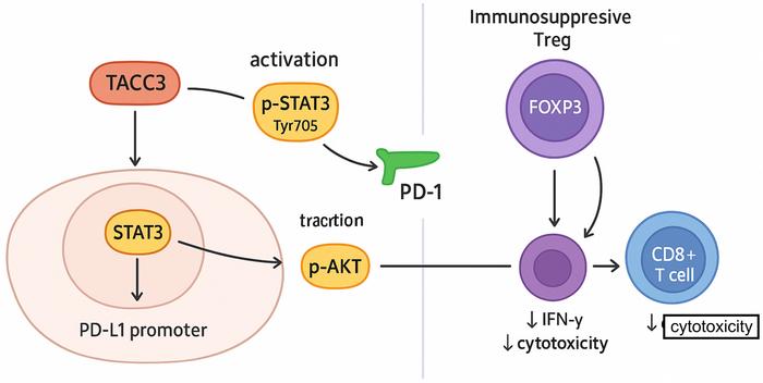 A Multi-omics Investigation Identifies TACC3 as a Driver of Immunosuppression in Intrahepatic Cholangiocarcinoma via Activation of the STAT3-PD-L1 Axis
