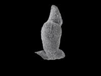 Developing Heart