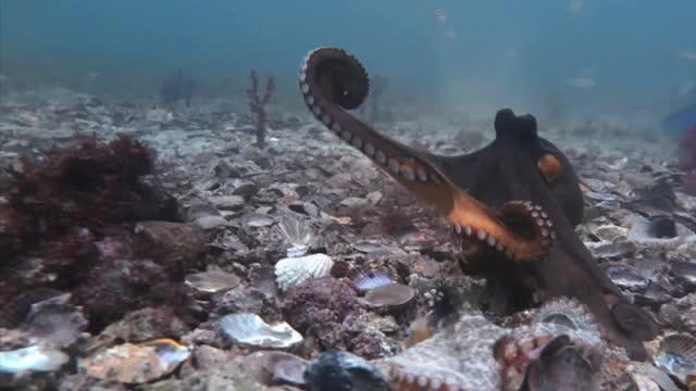 Signal Use by Octopuses in Agonistic Interactions