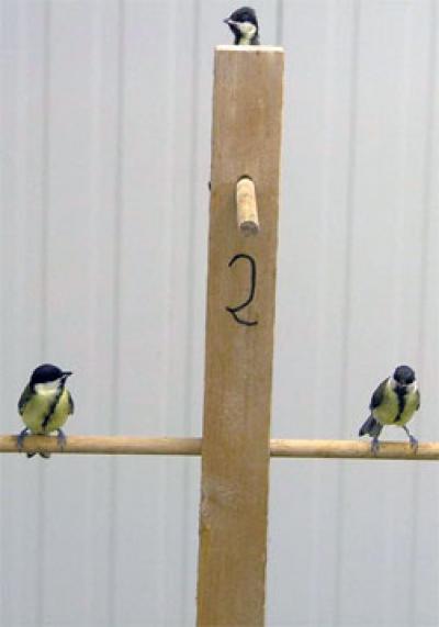 <i>Parus major</i> 1 (of 2)