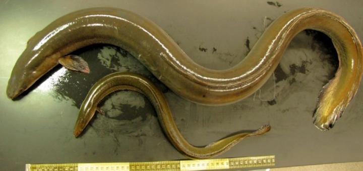 American Eels