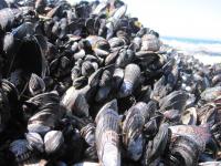 Mussel Close Up
