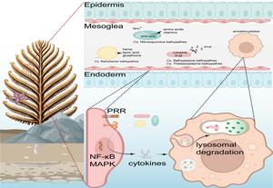 Host-symbiont interactions in deep-sea coral Bathypathes pseudoalternata.