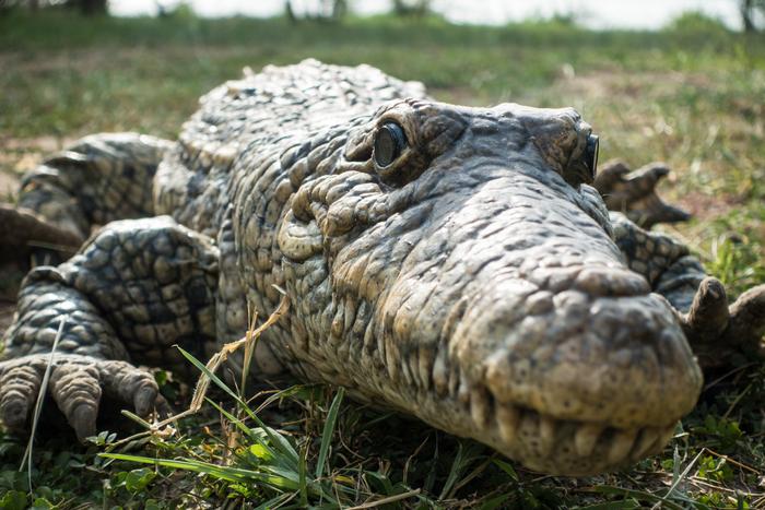 Krock robot resting on the grass