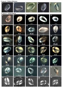 Starch granules of S. jamesii