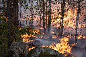 A prescribed burn in Småland, Sweden.