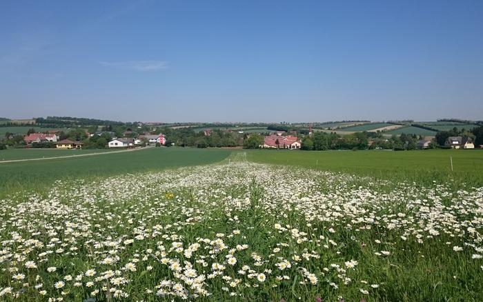 Flower strips full of ox-eye daisies (Leucanthemum vulgare) planted between cereal fields.