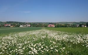 Flower strips full of ox-eye daisies (Leucanthemum vulgare) planted between cereal fields.