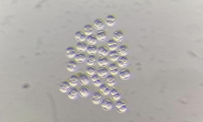 Image of mouse embryos at the 2-cell stage visualised by light microscopy. Two blastomeres (cells) can be seen inside the zona pellucida (a “shell-like” protective outer layer) of each embryo