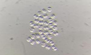 Image of mouse embryos at the 2-cell stage visualised by light microscopy. Two blastomeres (cells) can be seen inside the zona pellucida (a “shell-like” protective outer layer) of each embryo