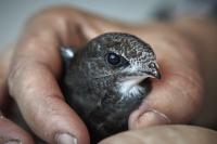 Swift close-up