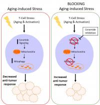 Anti-Cancer Function of Aging T-cells