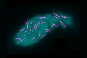 Sperm Time Lapse