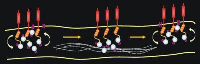 Molecular 'Velcro'