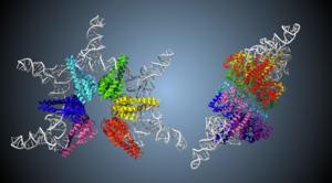 Star-shaped small enzyme with “dual-functionality” helps in proper tRNA functioning