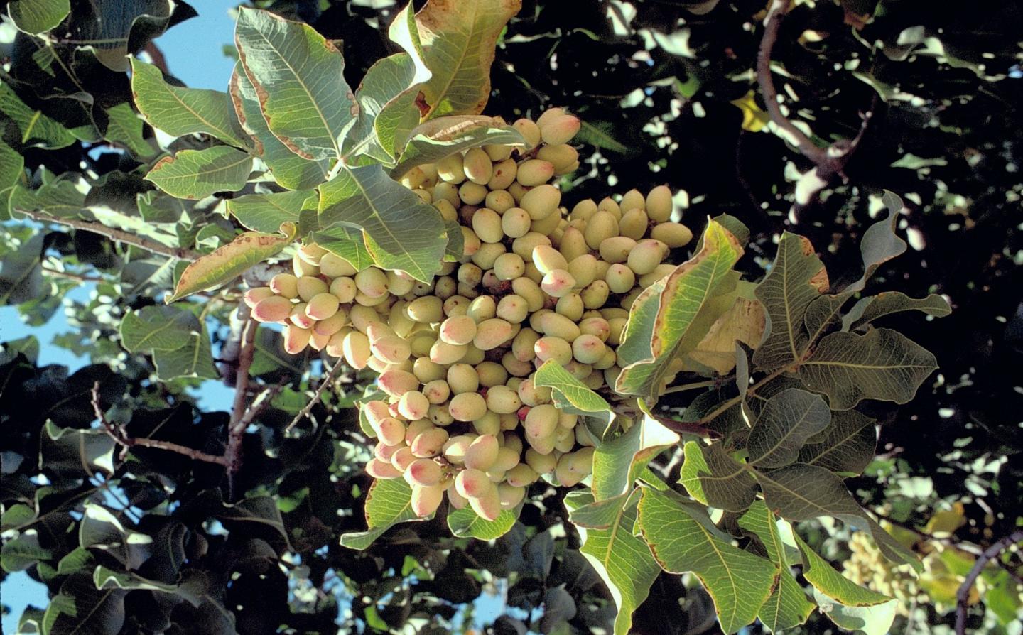 Pistachios on the Tree
