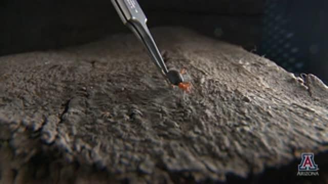 A Bombardier Beetle Firing Away