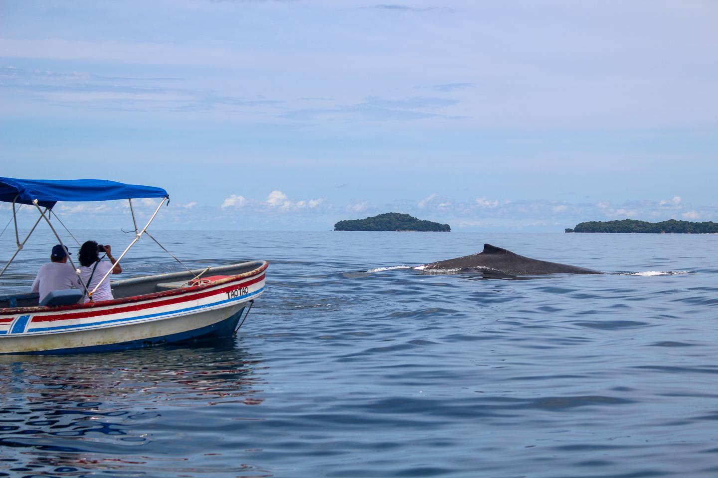 Whale watching 3