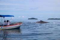Whale watching 3