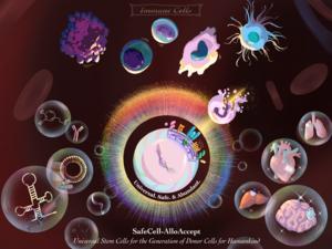 Cloaked Stem Cells Evade Immune Rejection in Mice, Pointing to a Potential Universal Donor Cell Line