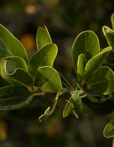 Walking Stick on Greenback Ceanothus