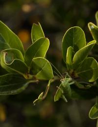 Walking Stick on Greenback Ceanothus