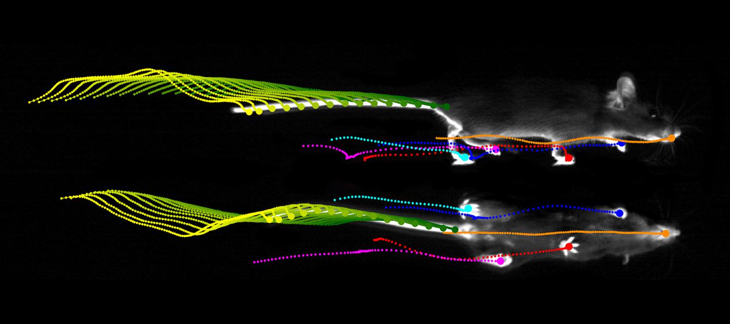 Innovative Tool Sheds Light on Motor Deficits