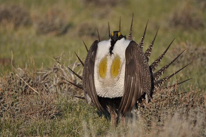 Greater Sage-Grouse