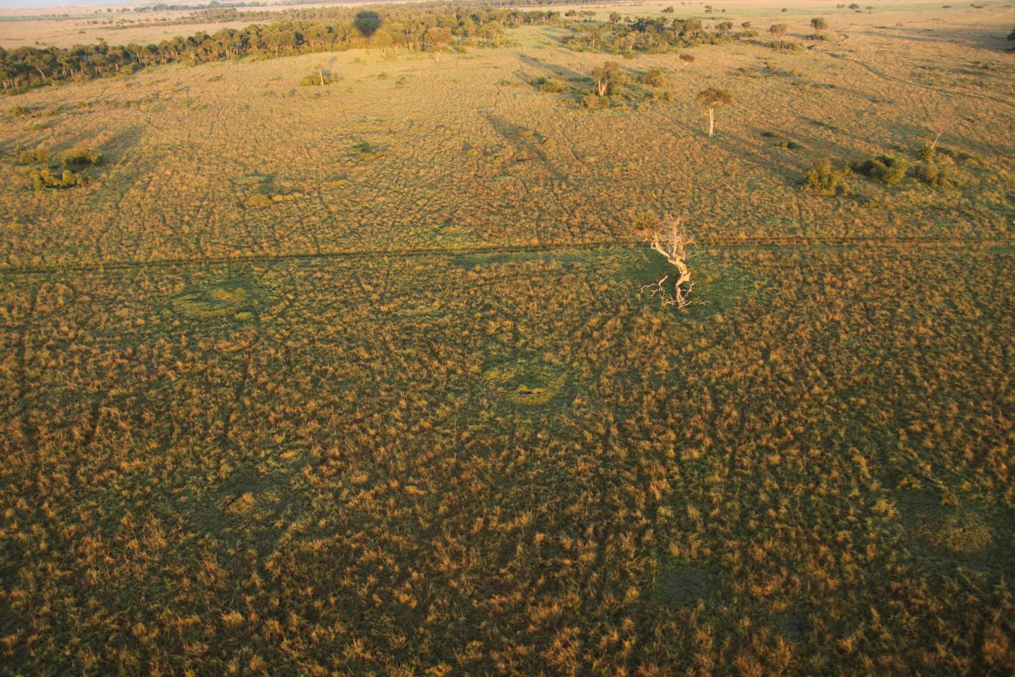 Termite Mounds Lead to 'Islands of Fertility' (10 of 12)