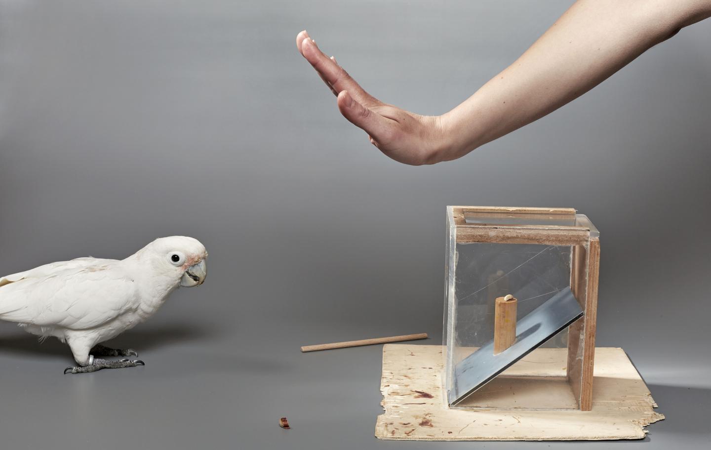 Cockatoo (1 of 3)