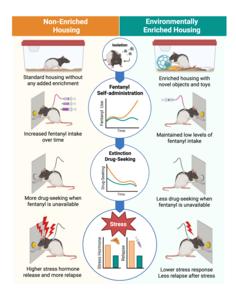 Effects of environmental enrichment on fentanyl use and relapse.