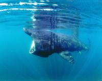 Basking Shark (2 of 3)