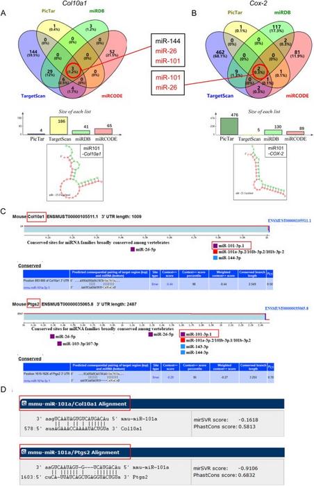 Bioinformatics prediction of interactions between microRNAs and target genes.