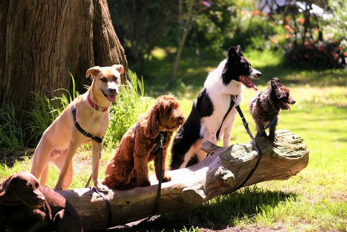 An analysis of behavioral characteristics and enrollment year variability in 47,444 dogs entering the Dog Aging Project from 2020 to 2023