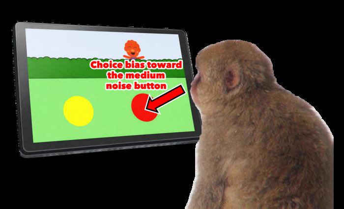 Gaming monkeys' curiosity
