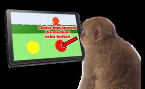 Gaming monkeys' curiosity