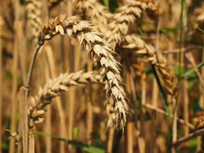Wheat Ear (2 of 2)