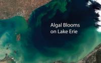 Algal Blooms