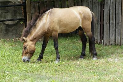 Przewalski's Horse