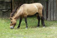 Przewalski's Horse