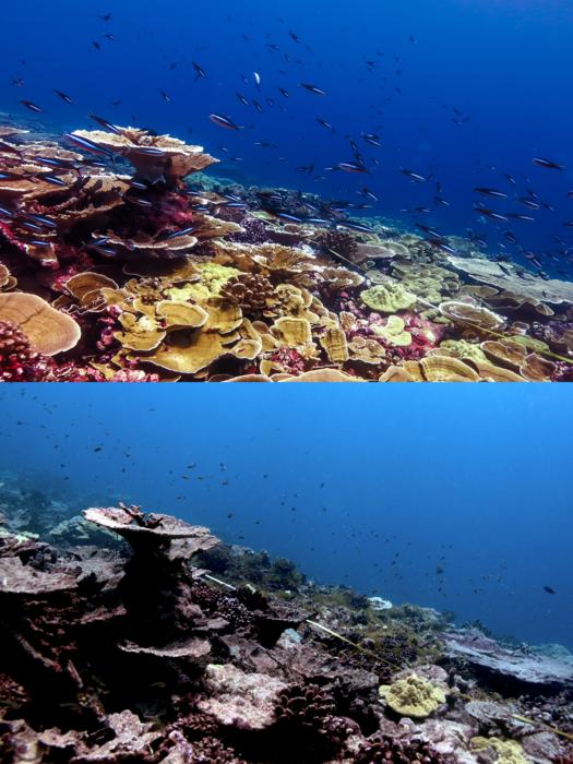 Coral health before and after heat stress