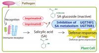 Plant Immunity Signaling and the Action Point of Imprimatins