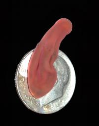 <em>Xenoturbella hollandorum</em> on a Dime