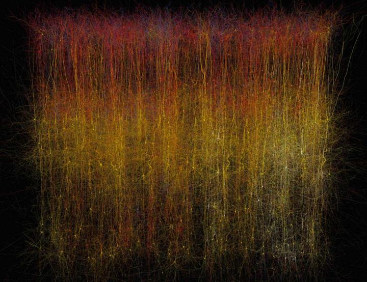 Virtual Brain Slice