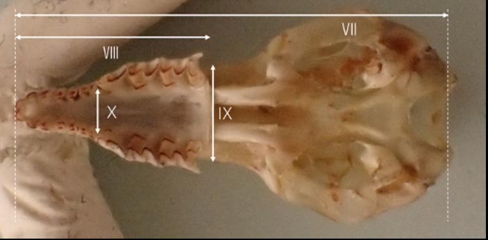 Photographs and schematic illustrations of shrew skulls.